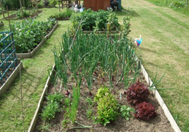 hassocks allotments