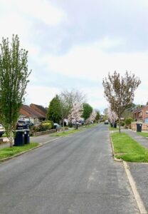 A photo of various trees planted in verges along a residential road in Hassocks.