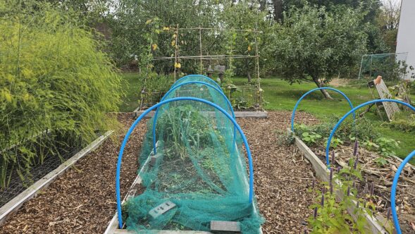 Picture of community vegetable patch